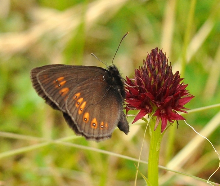 Erebia albergana